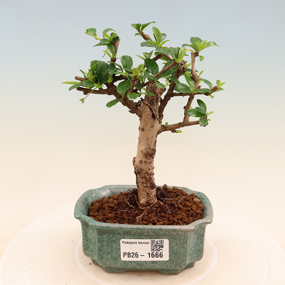 Bonsaï de chambre - Carmona macrophylla - Tea fuki