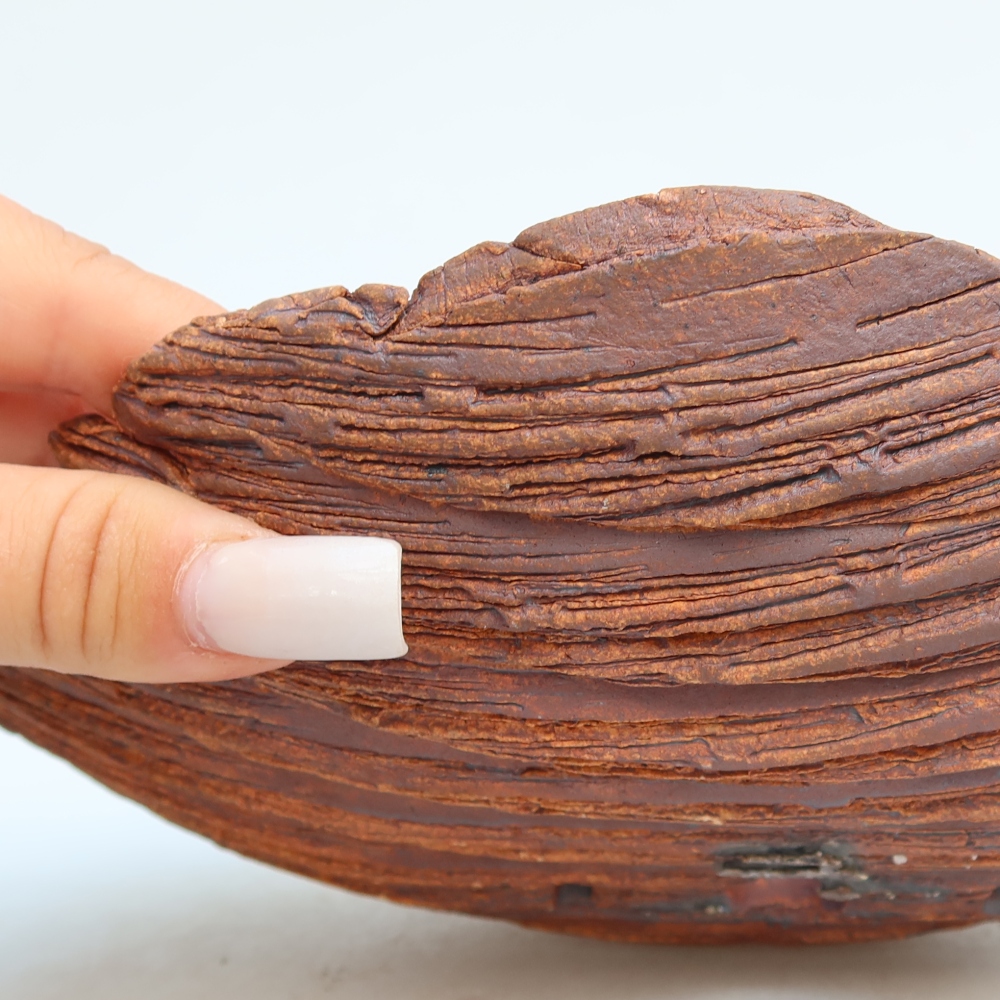 Coquille en céramique  24 x 17 x 6,5 cm, couleur marron