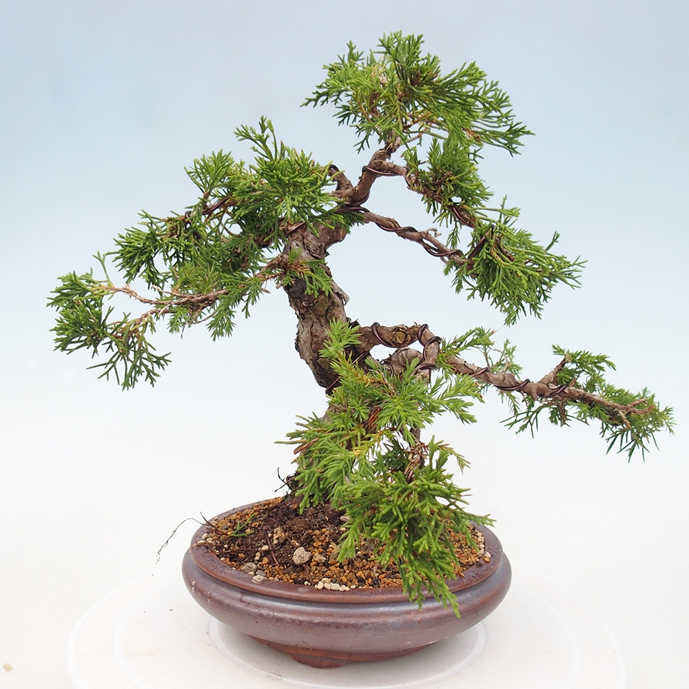 Bonsaï d'extérieur - Juniperus chinensis Itoigawa