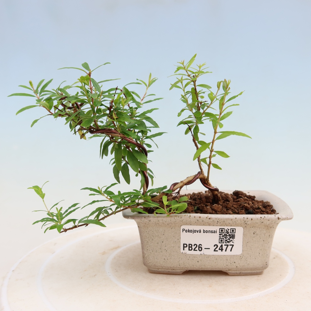 Bonsaï de chambre-PUNICA granatum nana-Pomme grenat