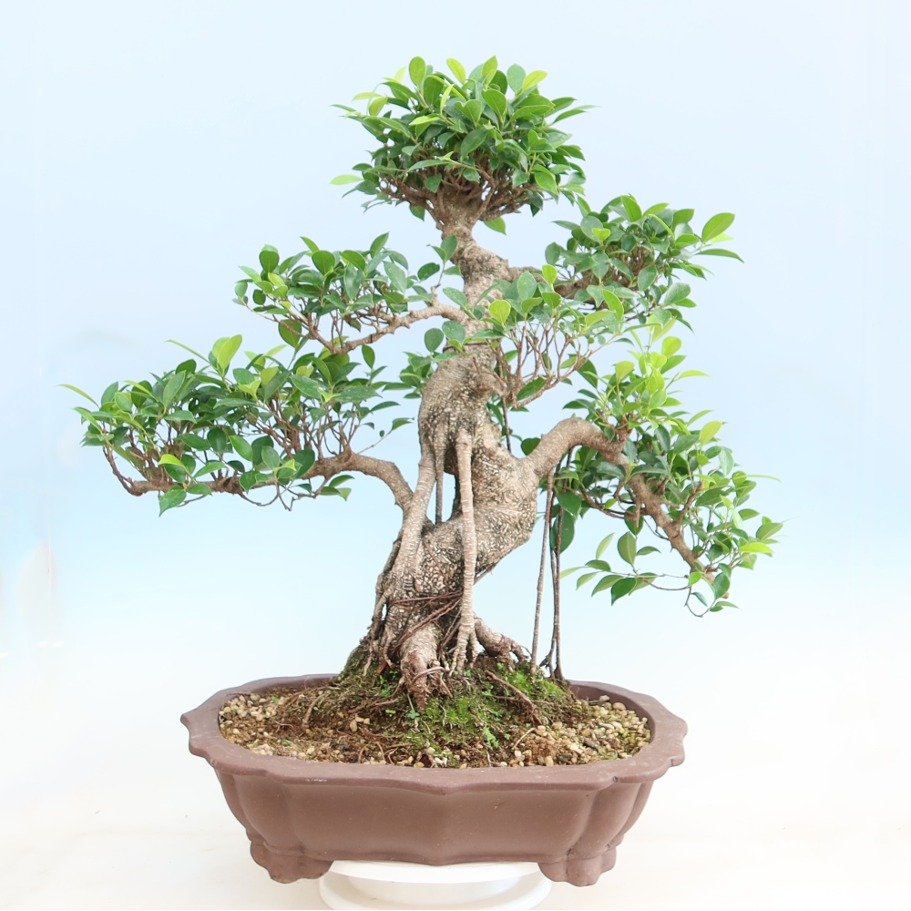 Salle bonsaï - Ficus kimmen - ficus à petites feuilles