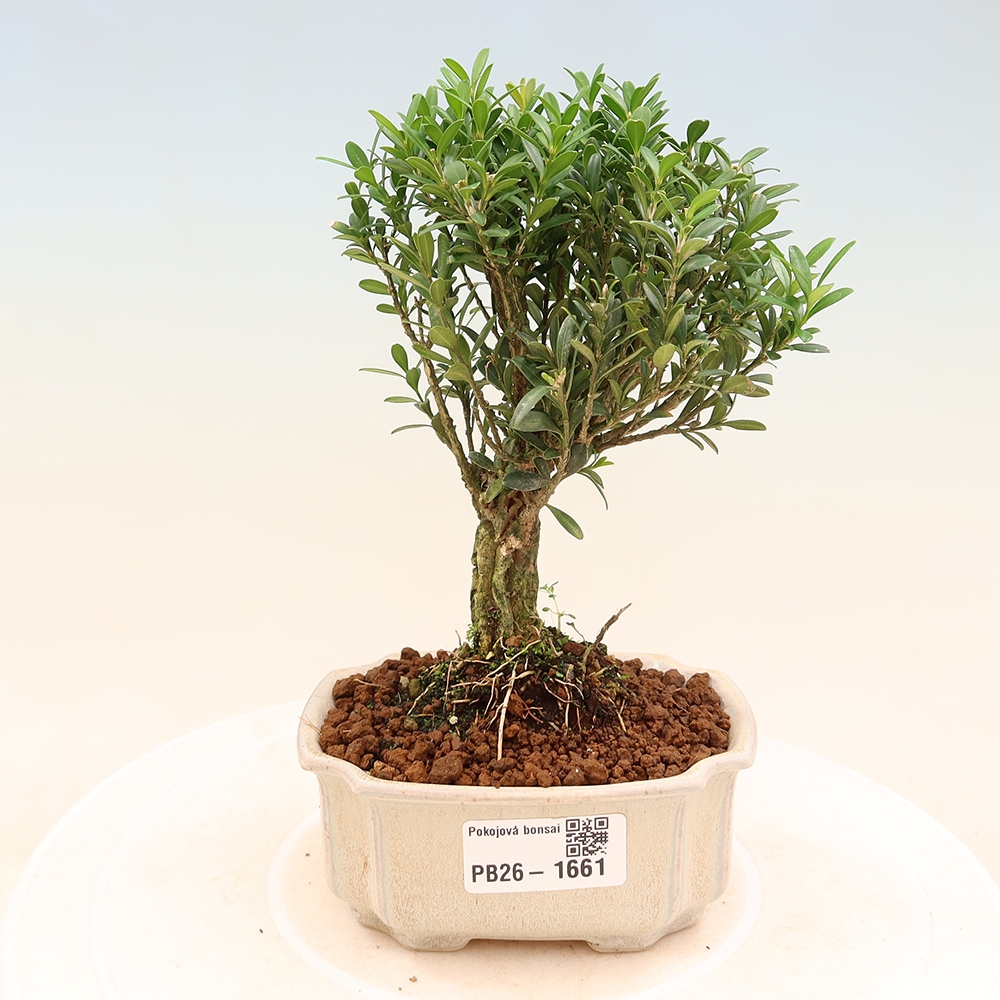 Bonsaï de chambre - Buxus harlandii - buxus liège