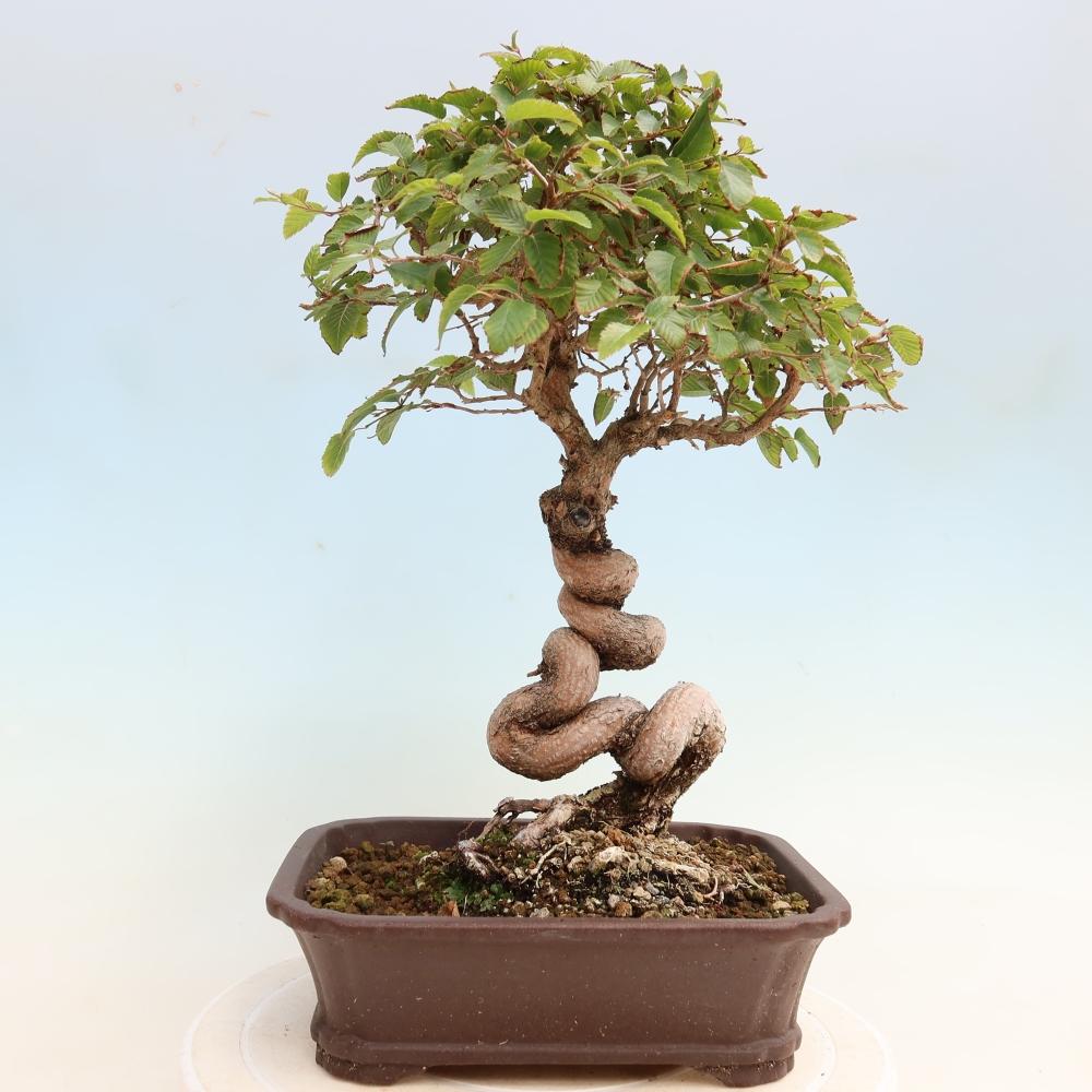 Bonsaï d'extérieur -Carpinus CARPINOIDES - Charme de Corée