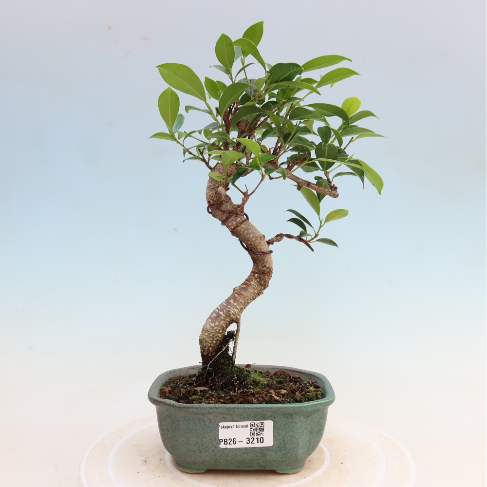 Salle bonsaï - Ficus kimmen - ficus à petites feuilles