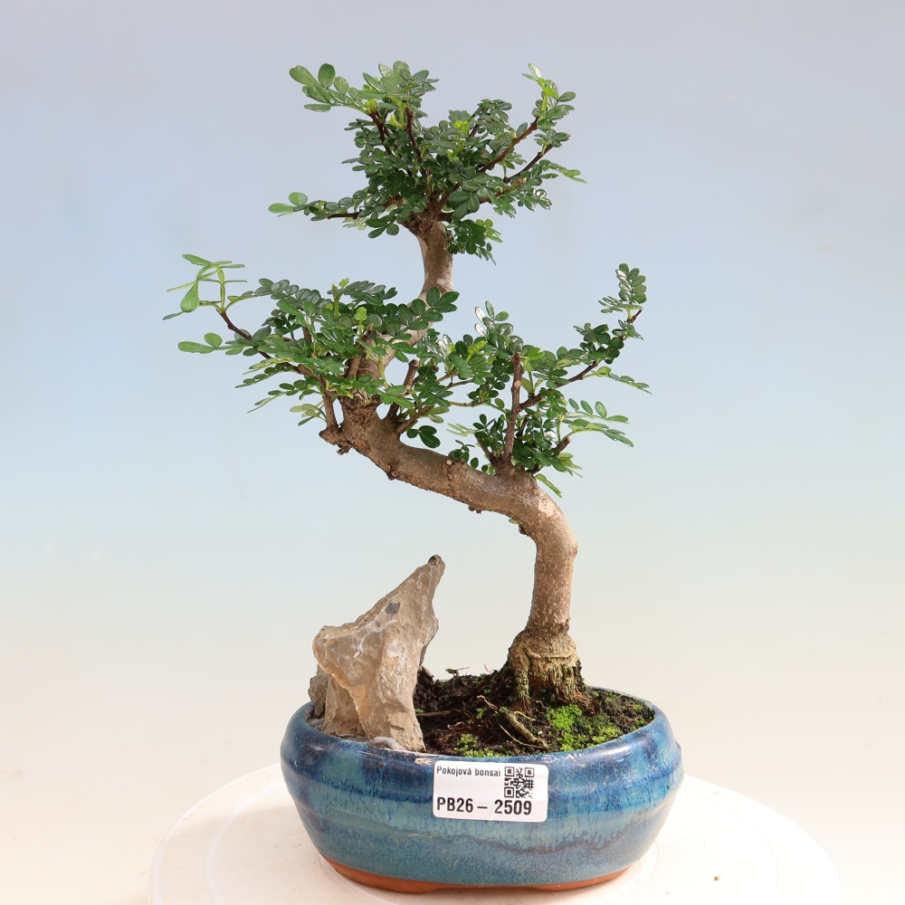 Salle bonsaï - Zantoxylum piperitum - arbre à poivre