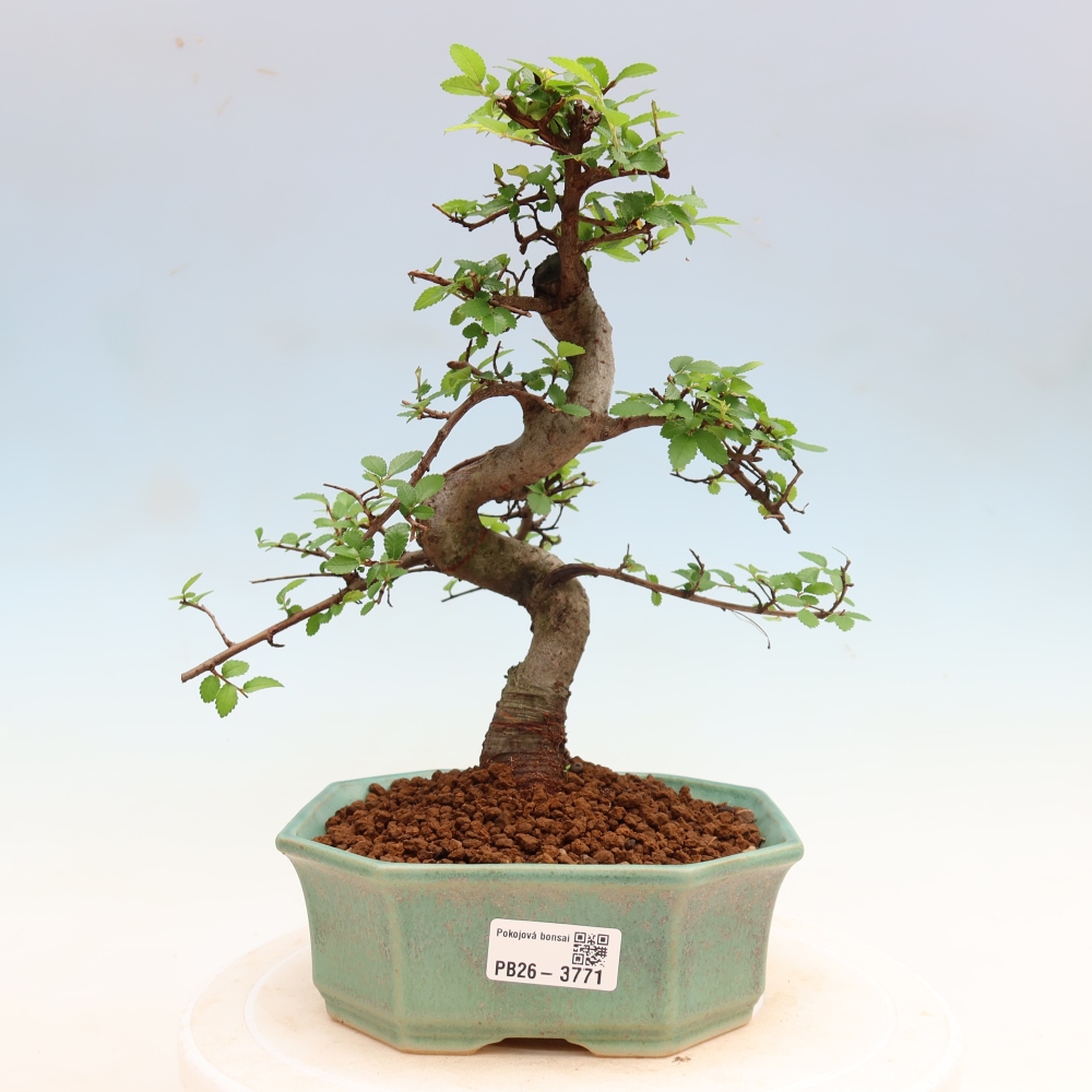 Bonsaï de chambre - Ulmus parvifolia - Orme à petites feuilles