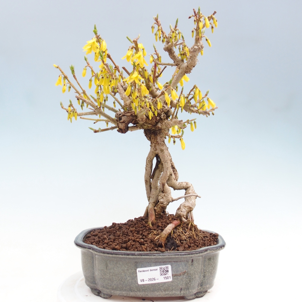 Bonsaï d'extérieur - Zlatice - Forsythia koreana