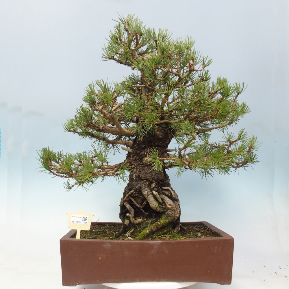 Bonsaï d'extérieur - Pinus sylvestris - Pinus sylvestris