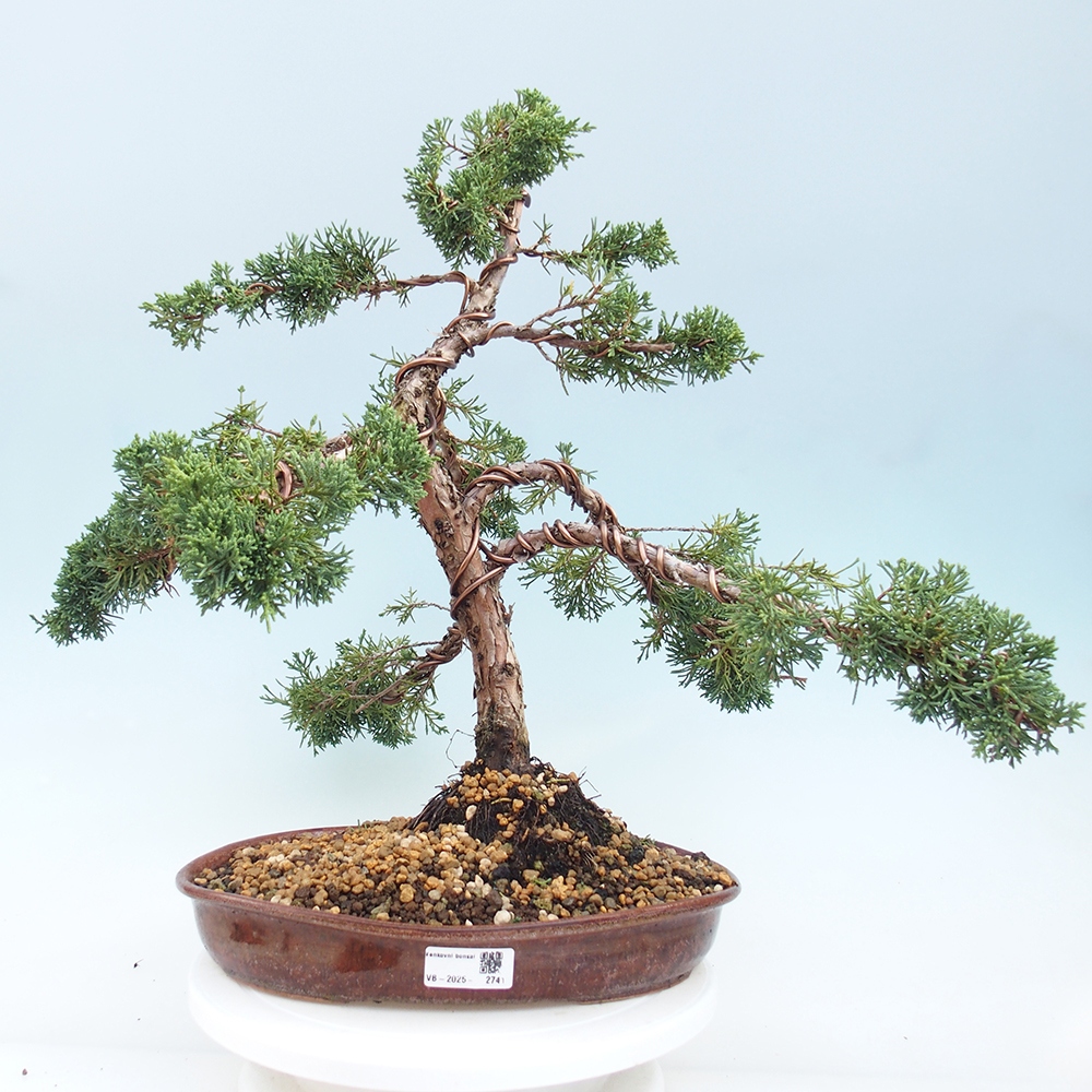 Bonsaï d'extérieur - Juniperus chinensis Kishu