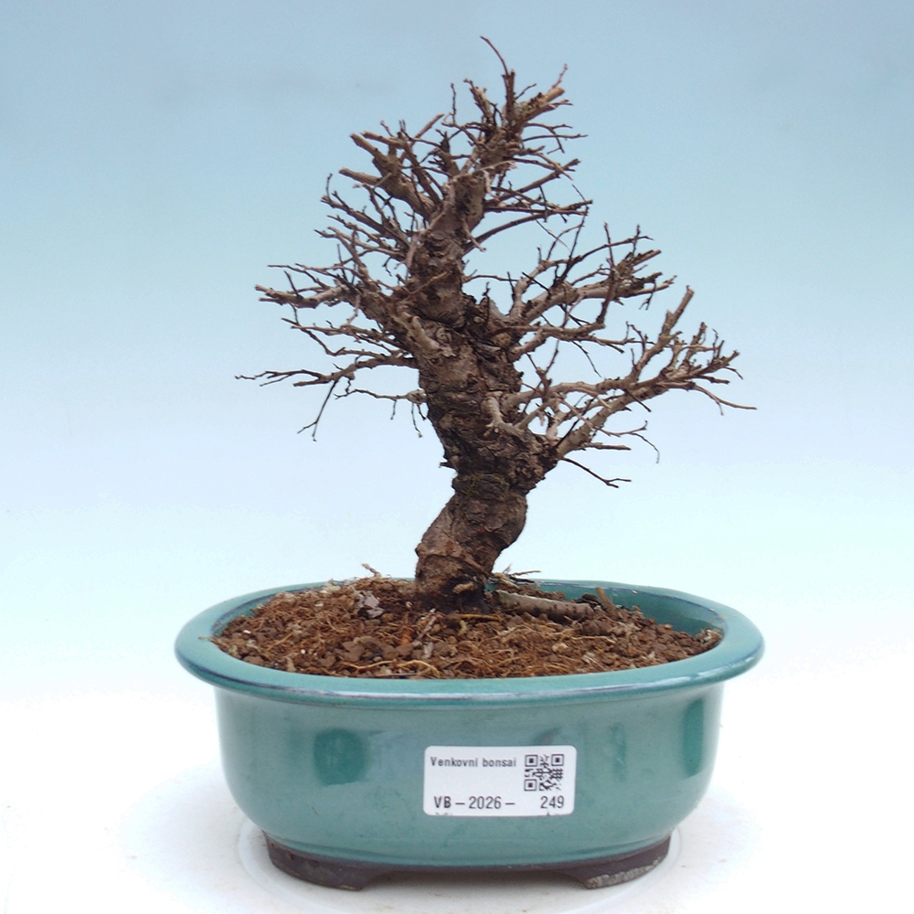 Bonsaï d'extérieur - Zelkova - Zelkova NIRE