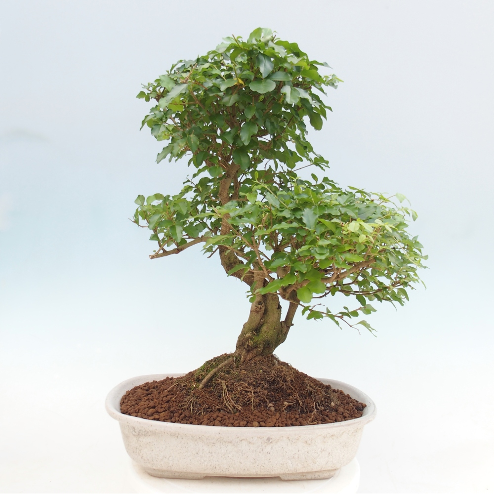 Bonsaï de chambre -Ligustrum chinensis - Bec d'oiseau