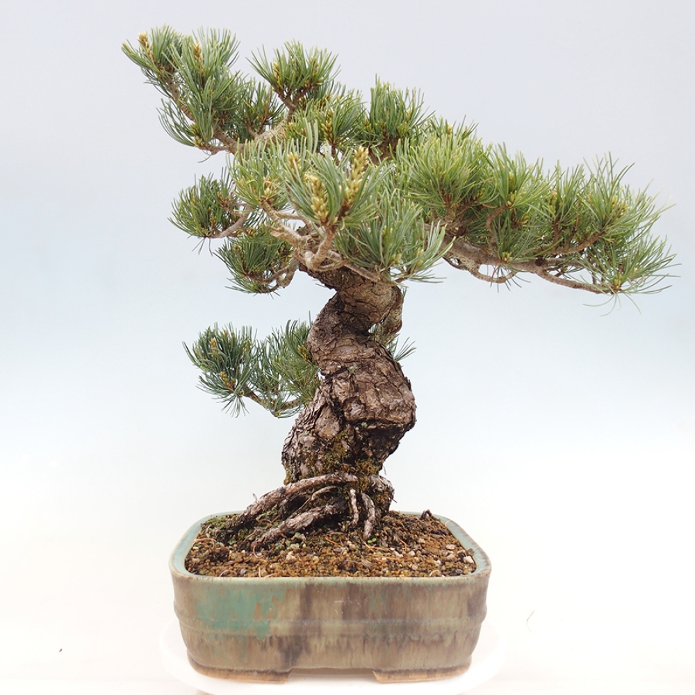 Bonsaï d'extérieur - Pinus parviflora - Pinus parviflora