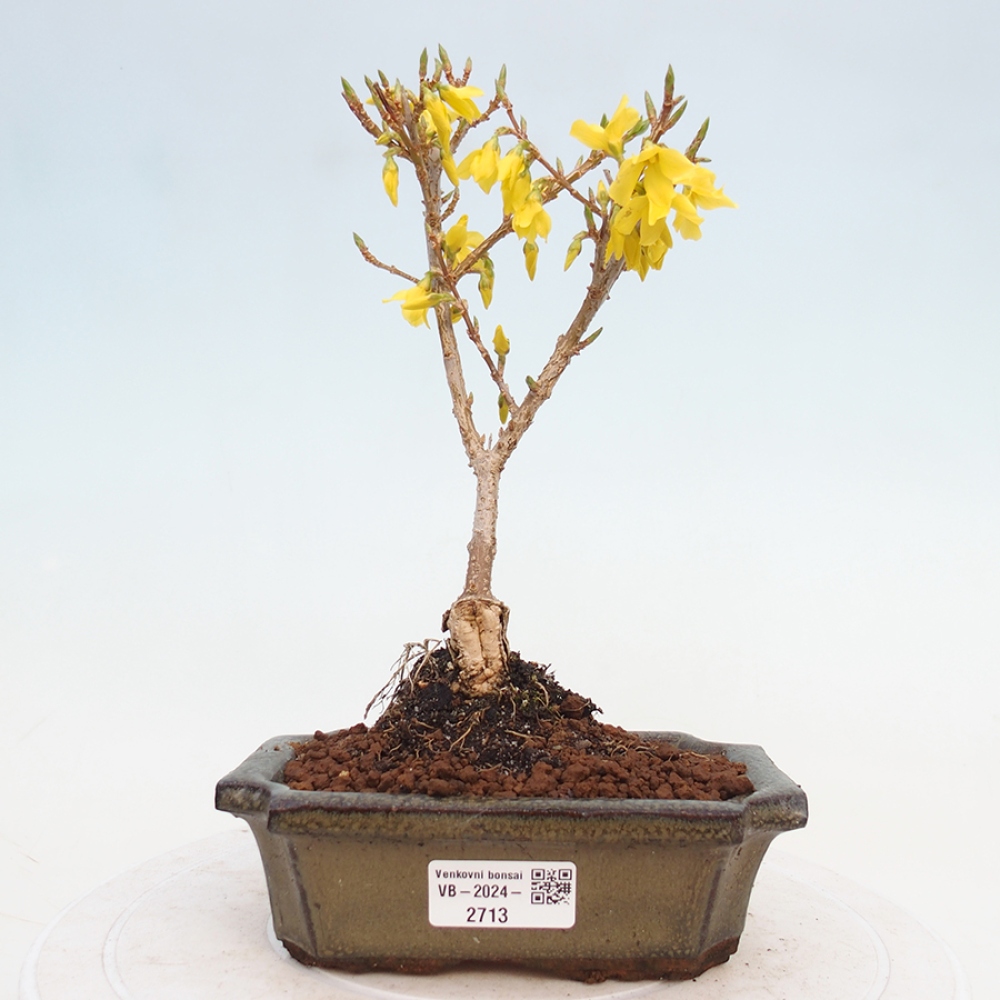 Bonsaï d'extérieur - Zlatice - Forsythia intermedia
