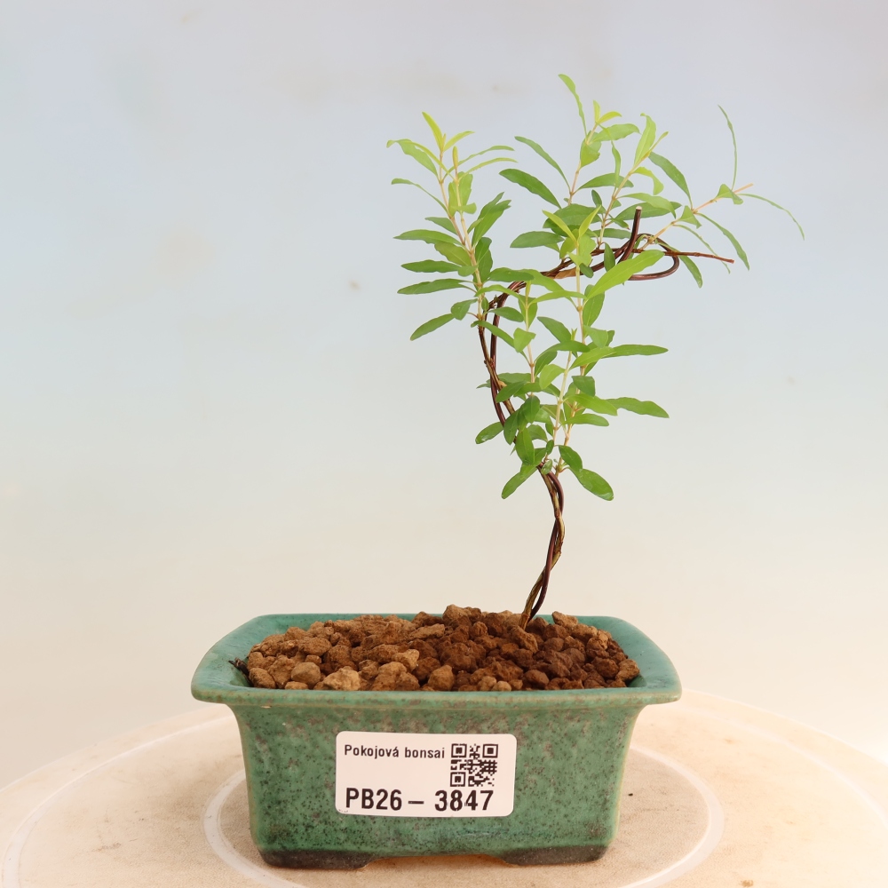 Bonsaï de chambre-PUNICA granatum nana-Pomme grenat