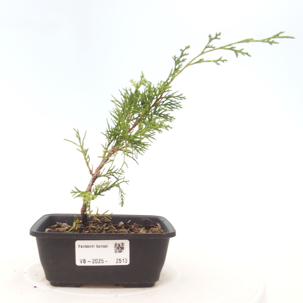 Bonsaï d'extérieur - Juniperus chinensis Itoigawa