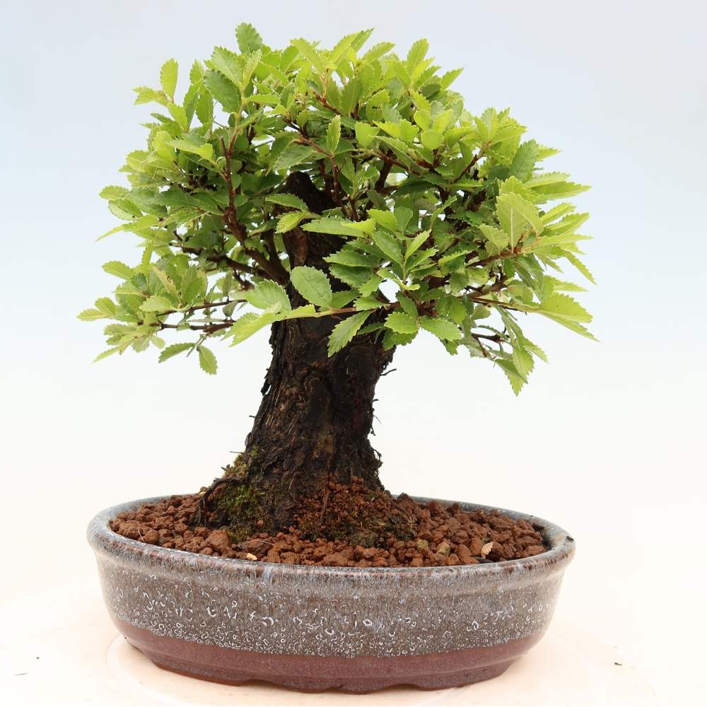 Bonsaï d'extérieur - Zelkova - Zelkova NIRE