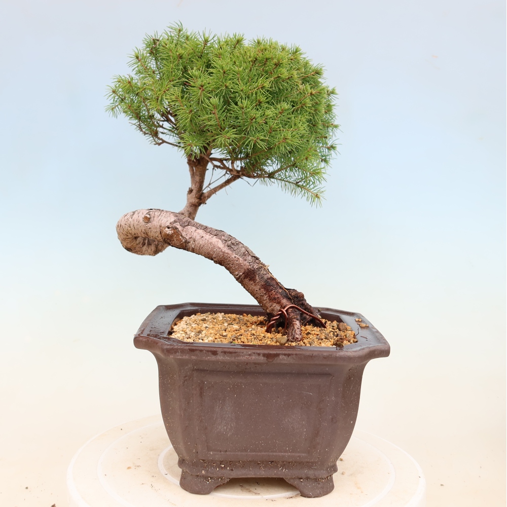 Bonsaï d'extérieur - Épicéa - Picea glauca globe