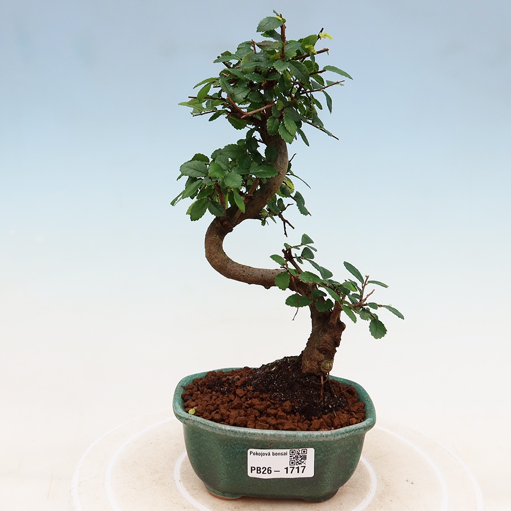 Bonsaï de chambre - Ulmus parvifolia - Orme à petites feuilles