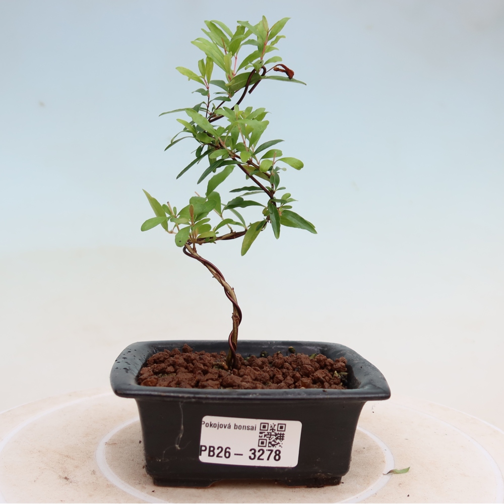 Bonsaï de chambre-PUNICA granatum nana-Pomme grenat