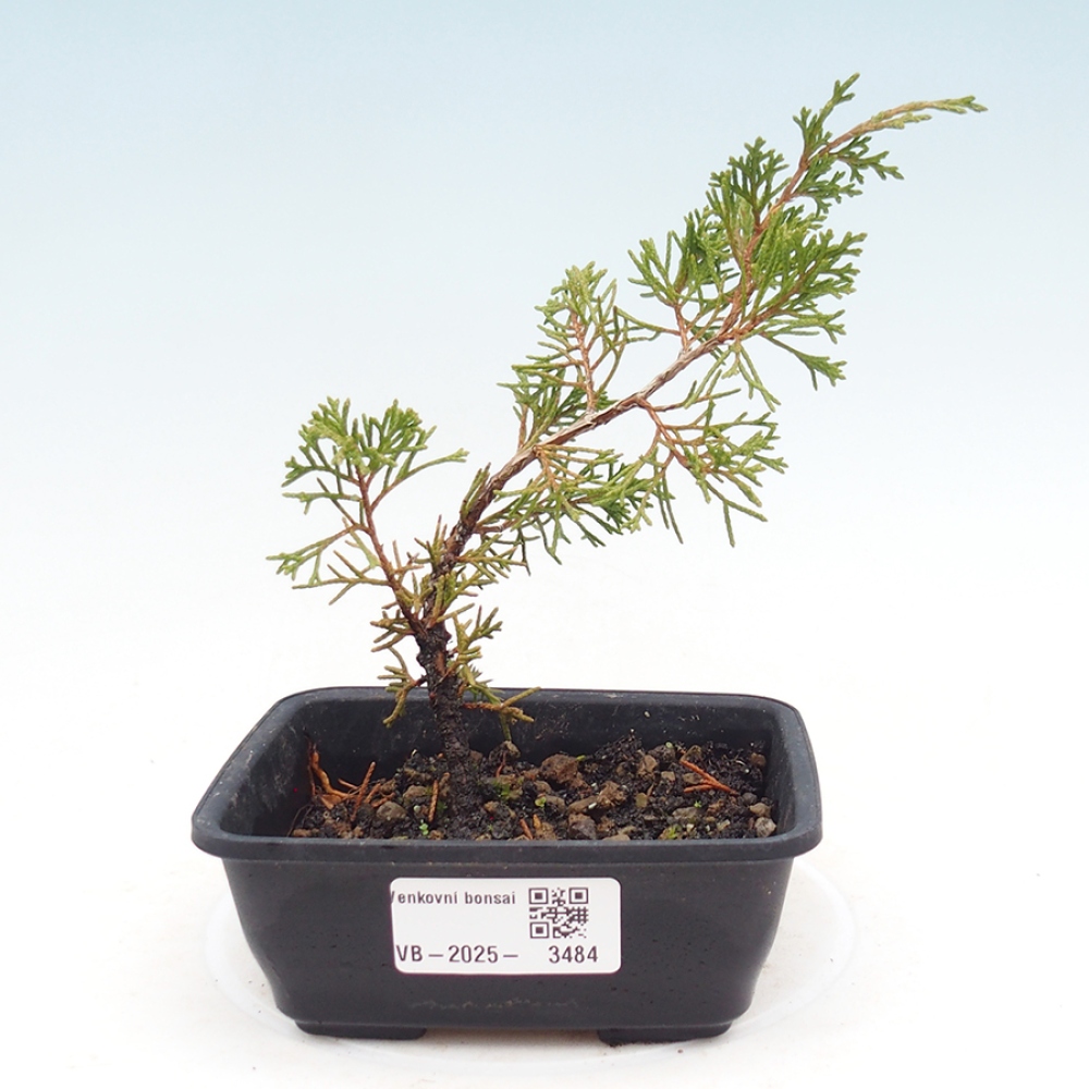 Bonsaï d'extérieur - Juniperus chinensis Itoigawa