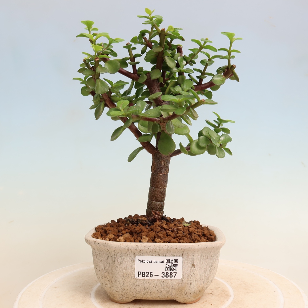 Bonsaï de chambre - Portulakaria Afra - Tlustice