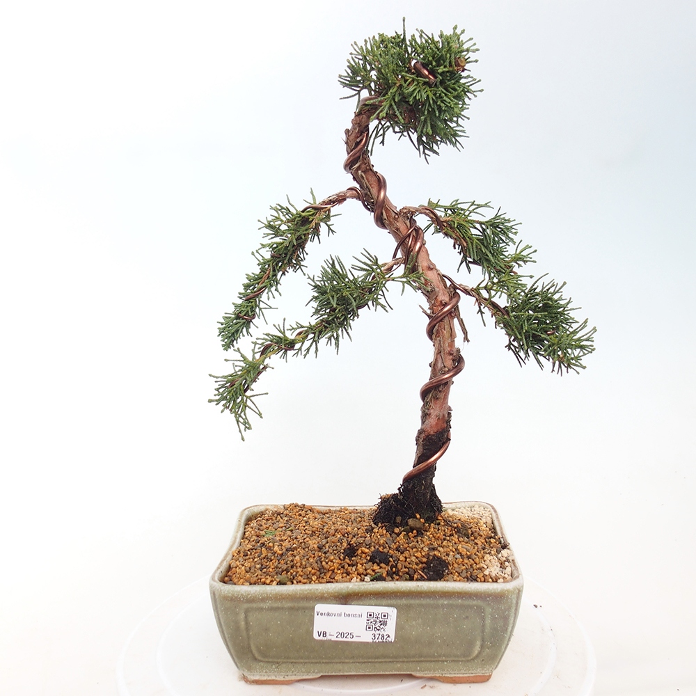 Bonsaï d'extérieur - Juniperus chinensis Kishu