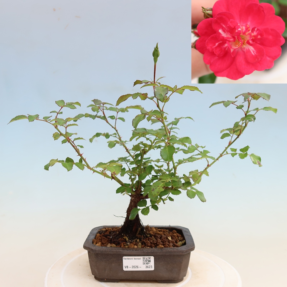 Bonsaï d'extérieur - Rosa Kordes - rose
