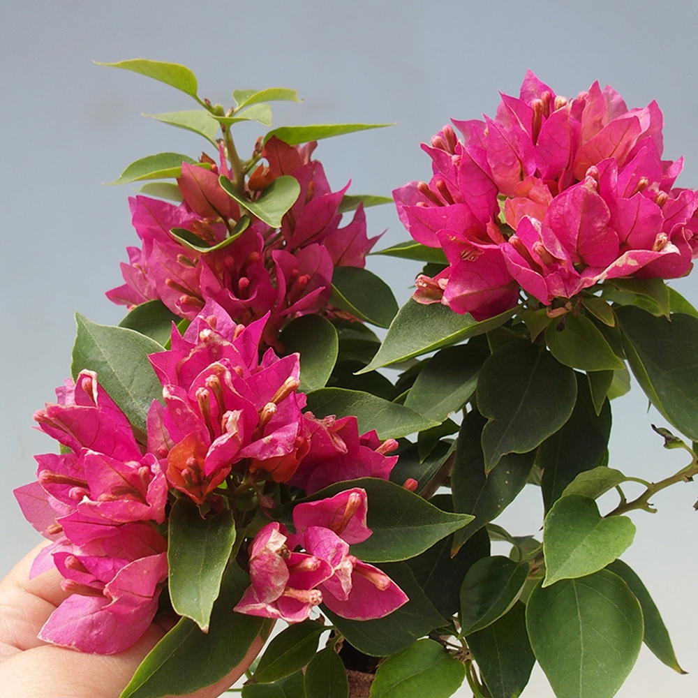 Bonsaï de chambre - Bouganwilea