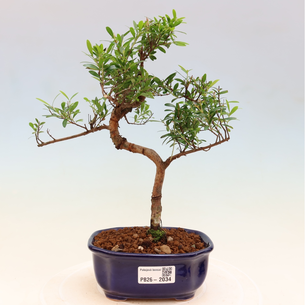 Bonsaï de chambre - Syzygium - Pimento