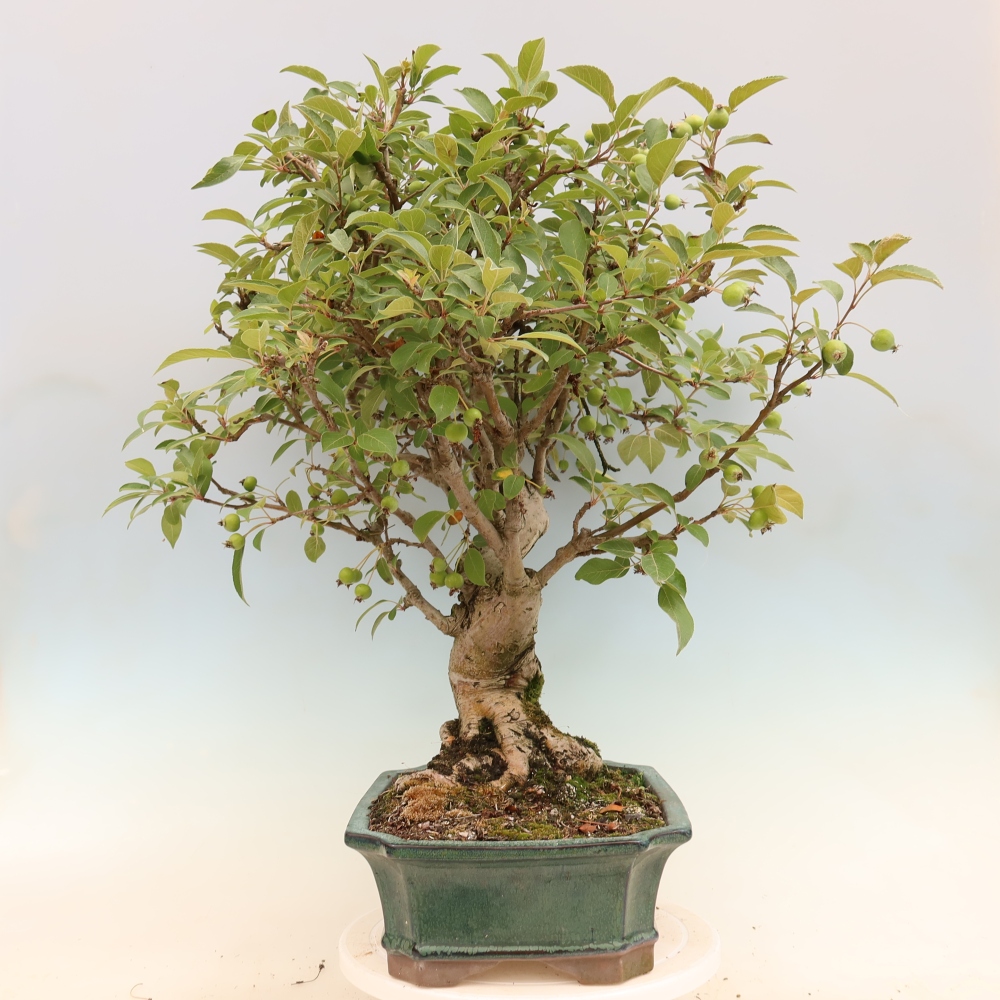 Bonsaï d'extérieur -Malus halliana - Pommier à petits fruits