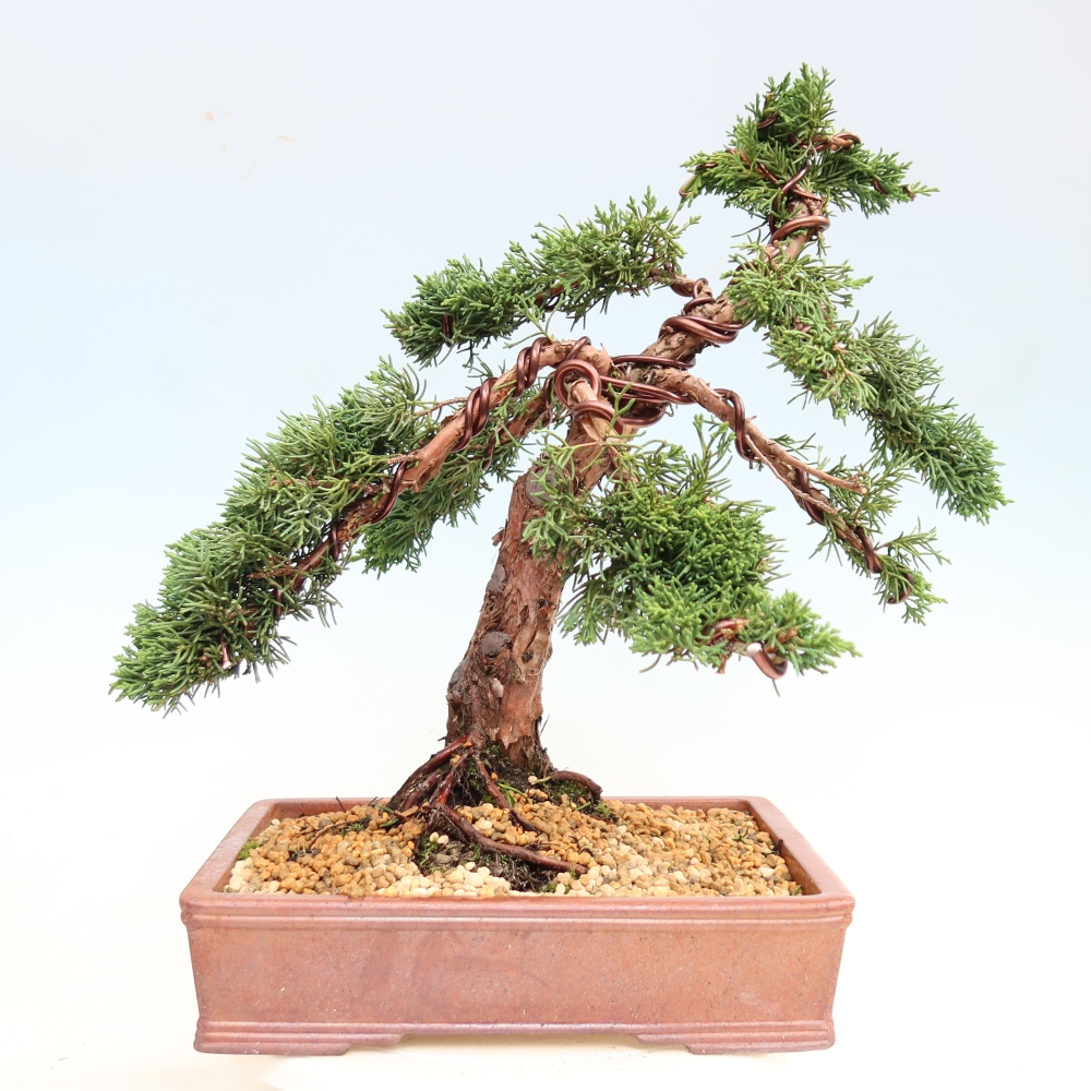 Bonsaï d'extérieur - Juniperus chinensis Kishu