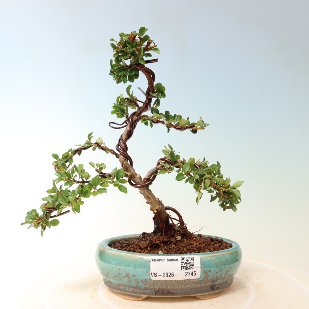 Bonsaï d'extérieur - Cotoneaster horizontalis - Rocky Mountain