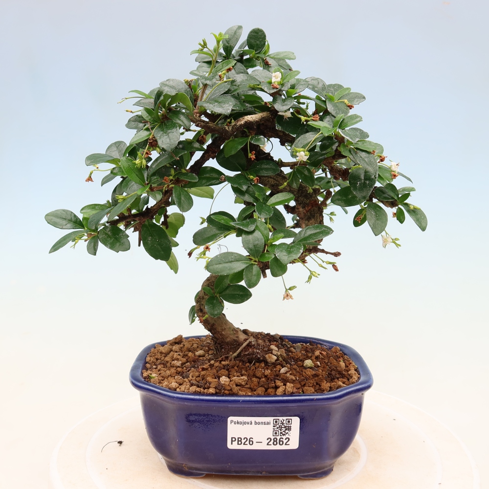 Bonsaï de chambre - Carmona macrophylla - Tea fuki