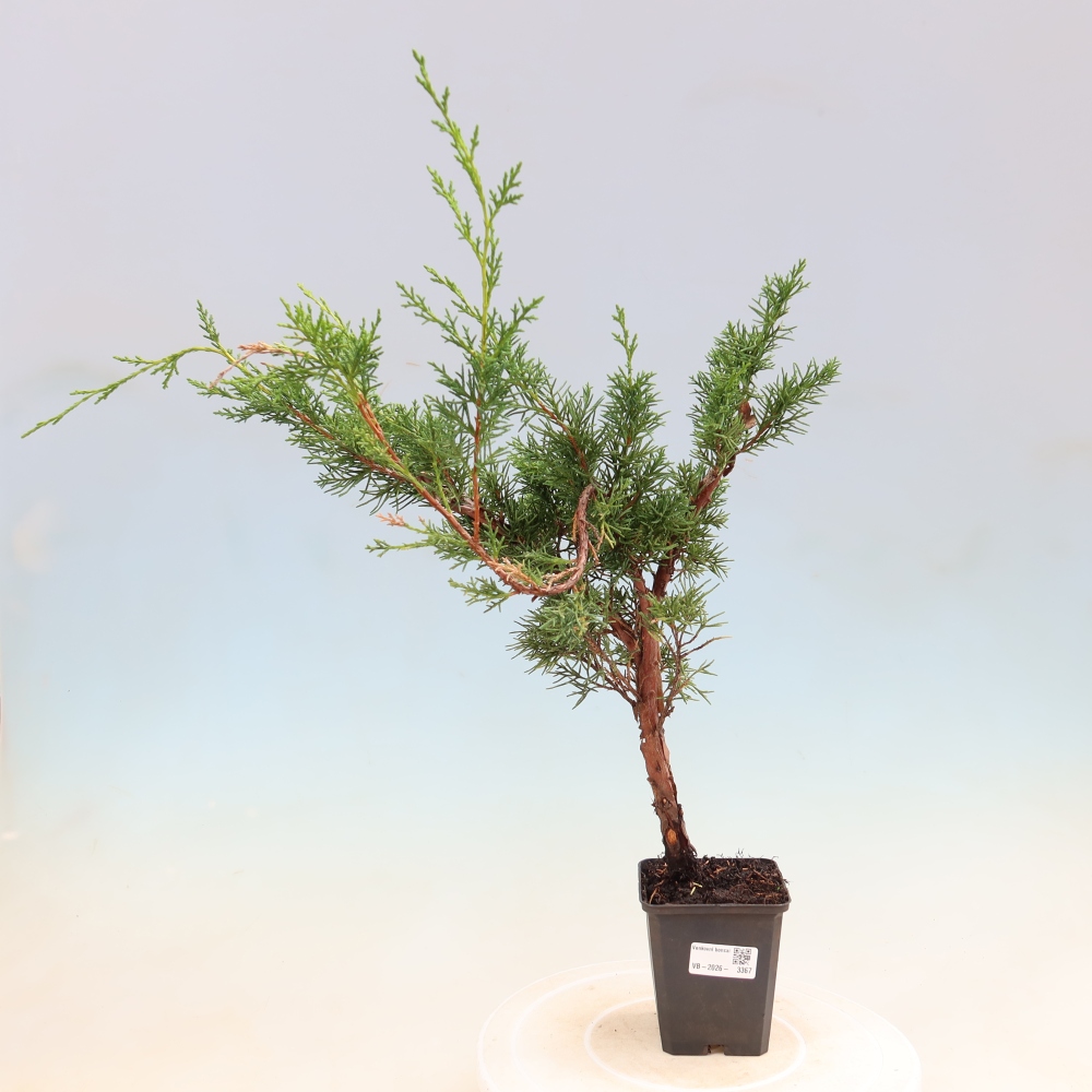 Bonsaï d'extérieur - Juniperus chinensis Kishu