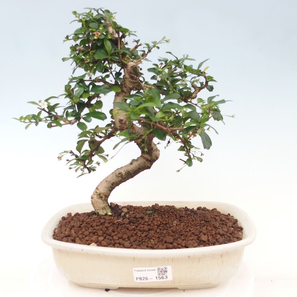 Bonsaï de chambre - Carmona macrophylla - Tea fuki