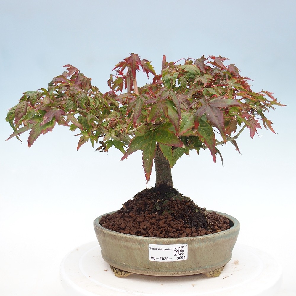 Acer palmatum KIOHIME - Érable palmé