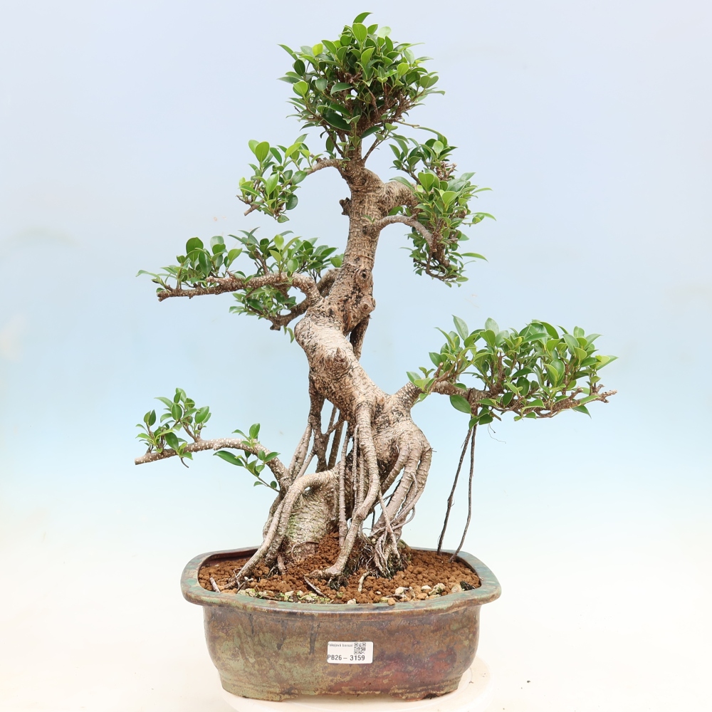 Salle bonsaï - Ficus kimmen - ficus à petites feuilles