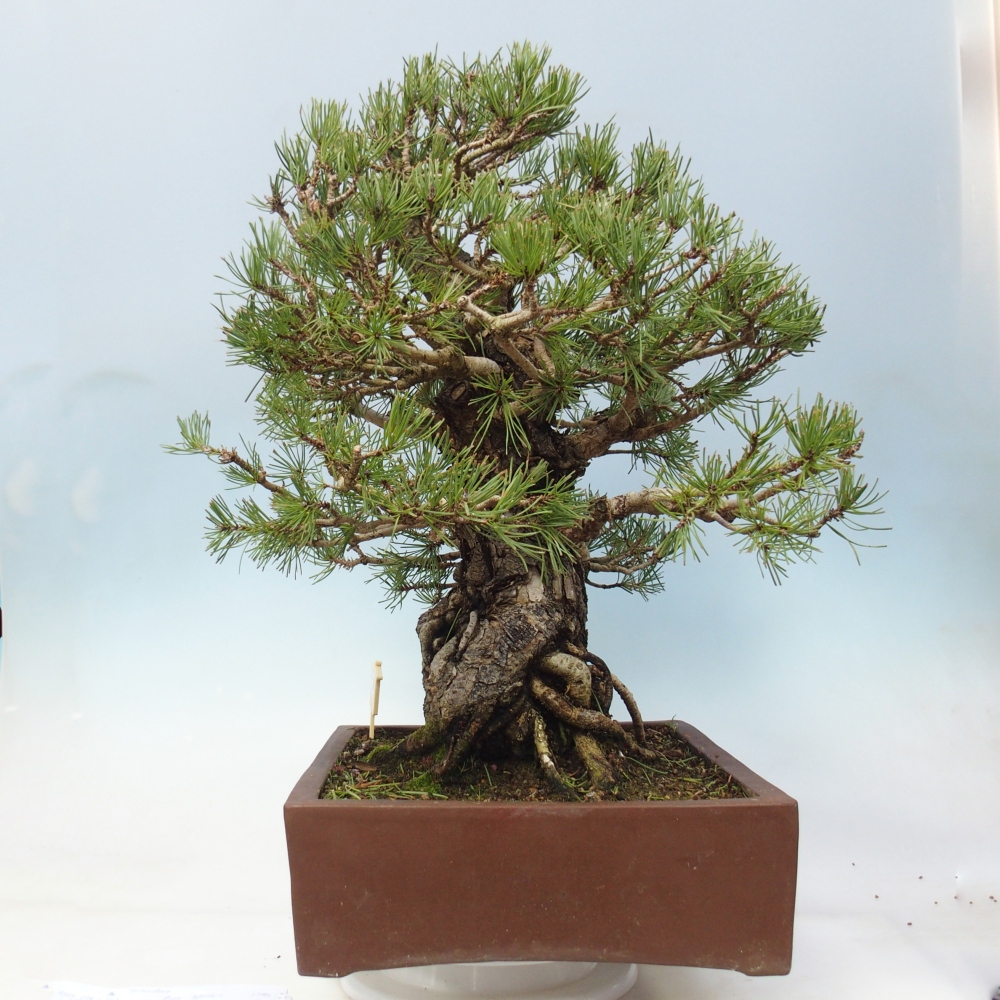 Bonsaï d'extérieur - Pinus sylvestris - Pinus sylvestris