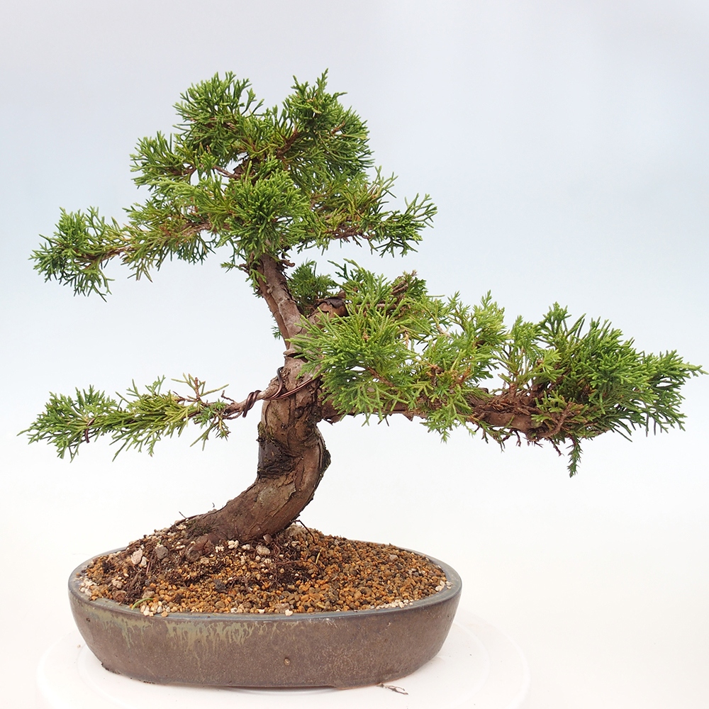 Bonsaï d'extérieur - Juniperus chinensis Itoigawa