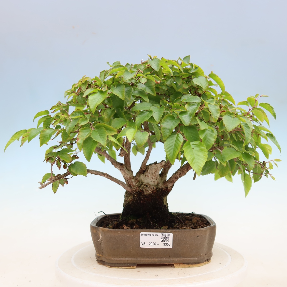 Bonsaï d'extérieur -Carpinus Coreana - Charme de Corée