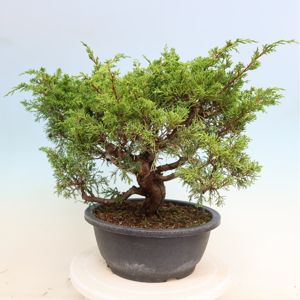 Bonsaï d'extérieur - Juniperus chinensis Itoigawa-Juniperus chinensis