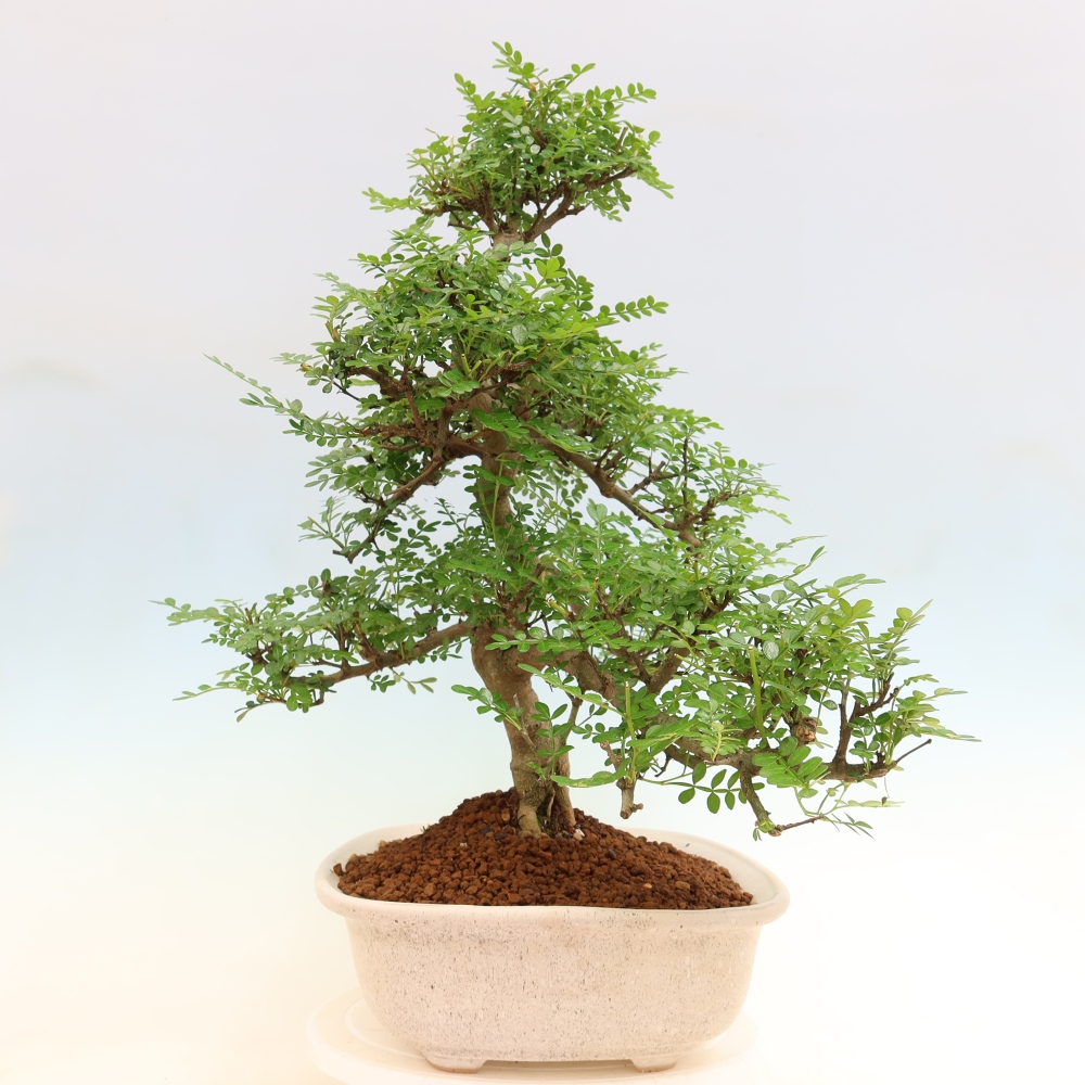 Salle bonsaï - Zantoxylum piperitum - arbre à poivre