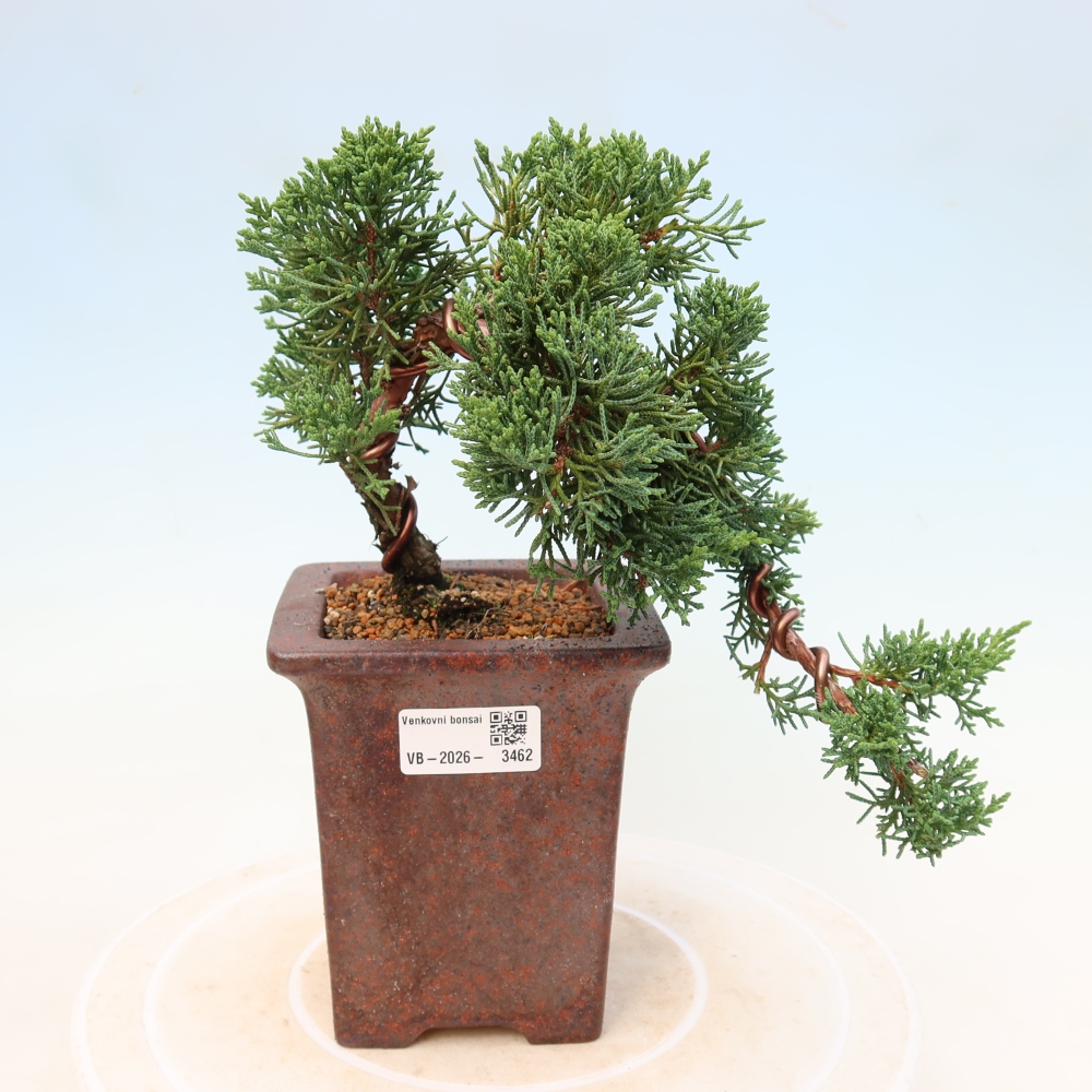 Bonsaï d'extérieur - Juniperus chinensis Kishu