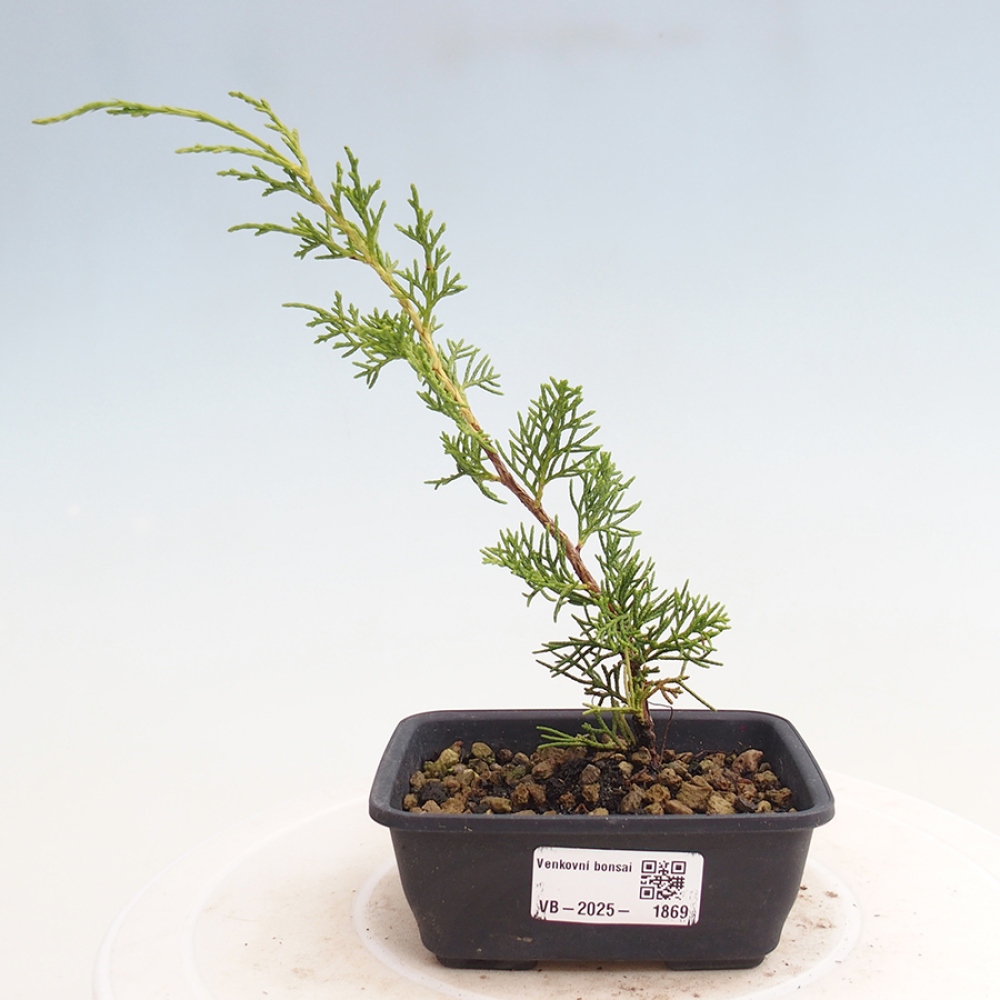 Bonsaï d'extérieur - Juniperus chinensis Itoigawa
