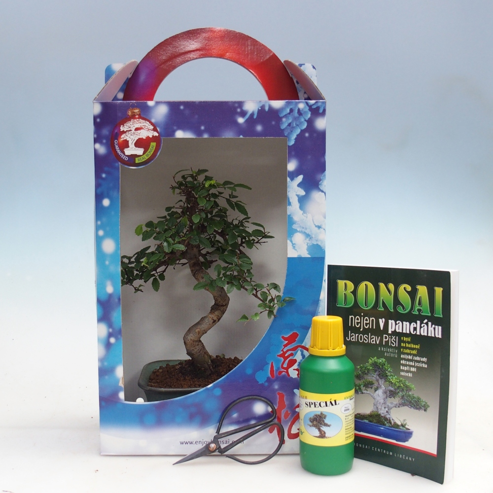 Ulmus parvifolia - Orme de Chine