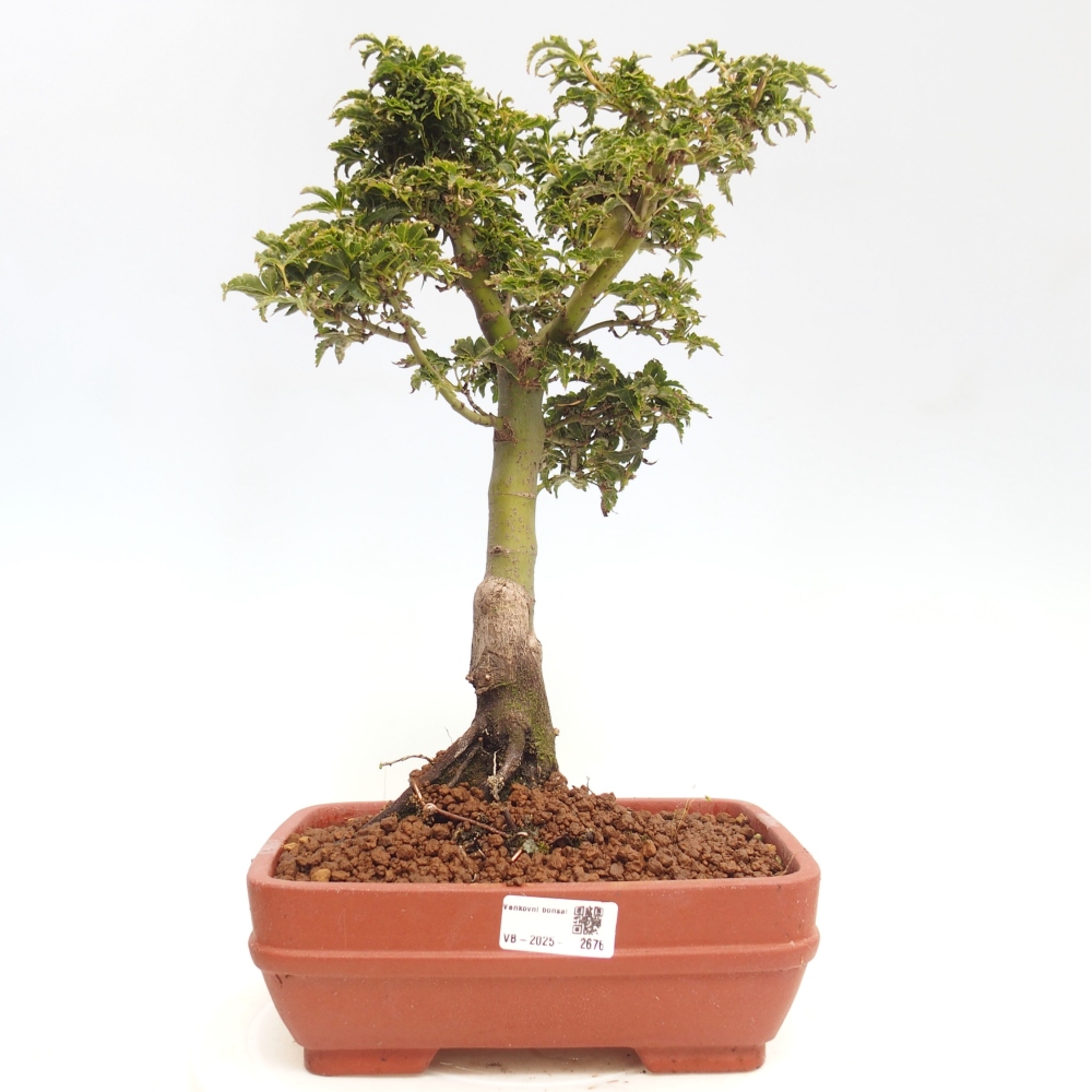 Bonsaï d'extérieur -Javor palm Acer palmatum Shishigashira