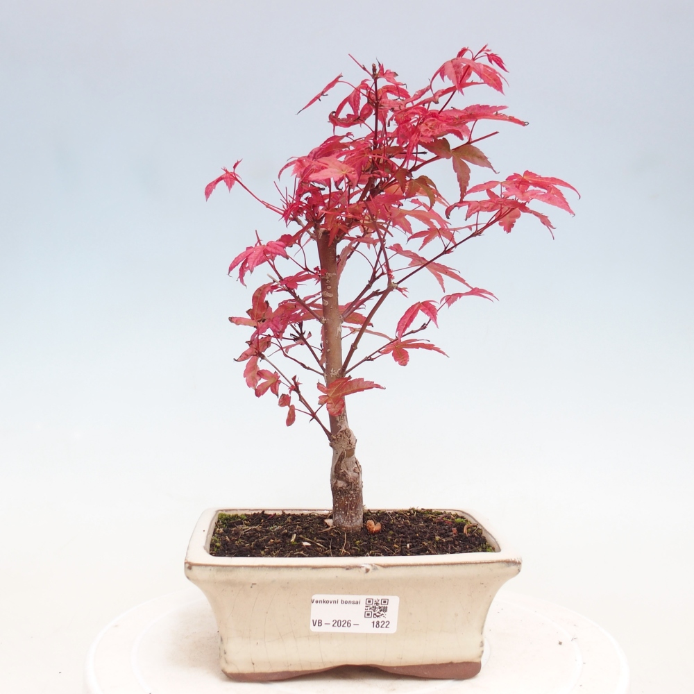 Bonsaï d'extérieur - Acer palmatum DESHOJO