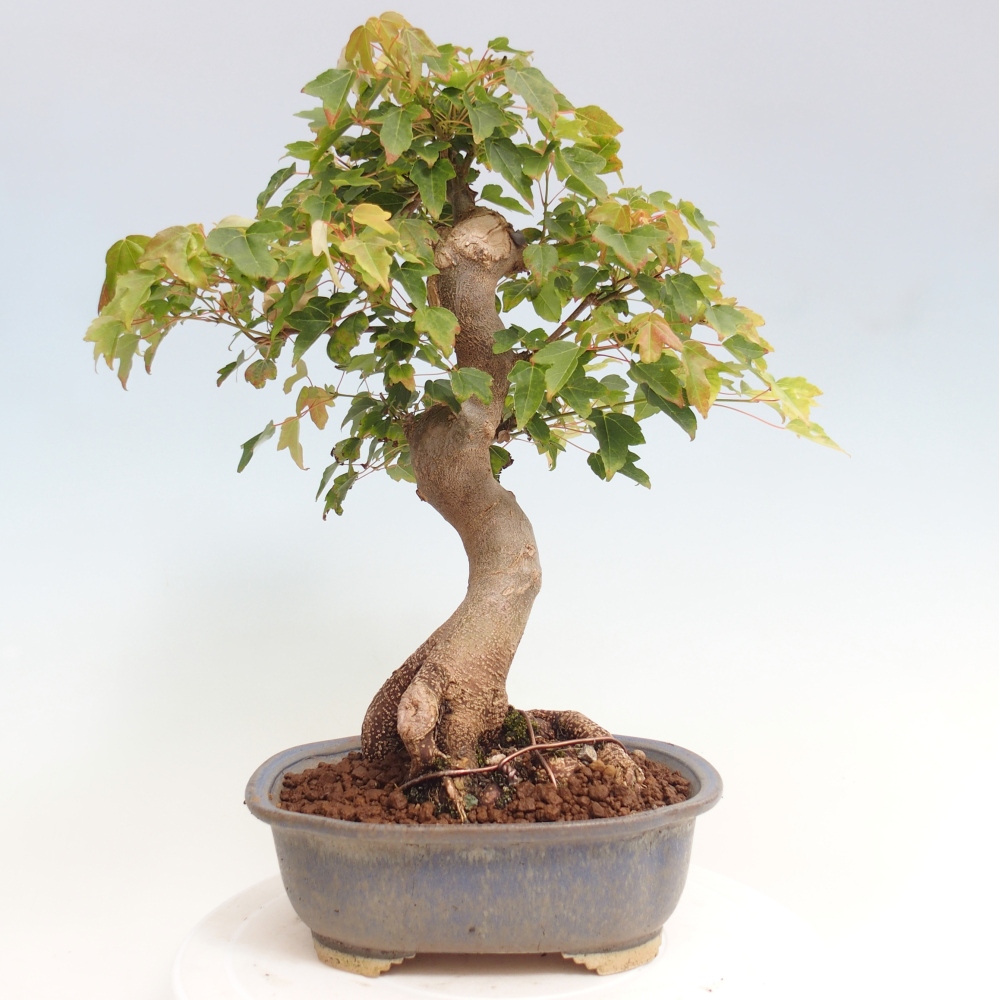 Bonsaï d'extérieur - Acer Buergerianum - Burger Maple