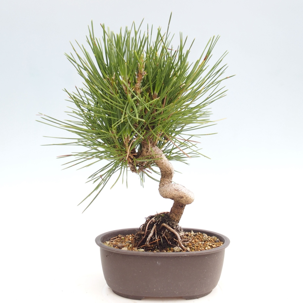 Bonsaï d'extérieur - Pinus thunbergii - Pin de Thunberg
