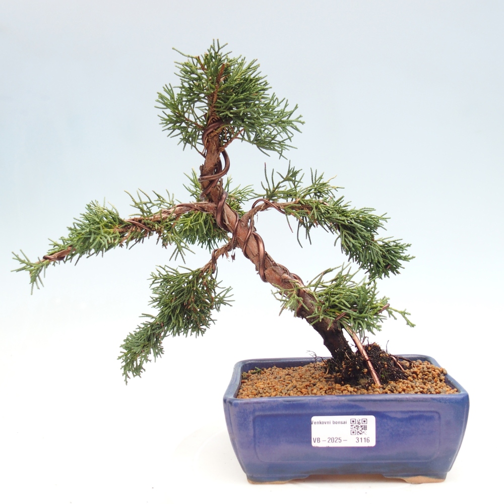 Bonsaï d'extérieur - Juniperus chinensis Kishu